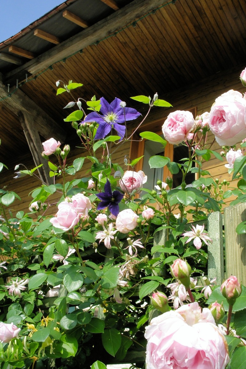 Trellis avec chèvrefeuille et roses autour son patio - Location de vacances - Éclance