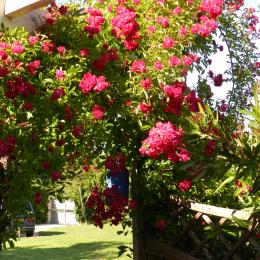 Vue sur les espaces vert - Location de vacances - Rochefort