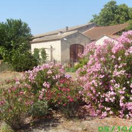 entre muriers centenaires et lauriers roses - Location de vacances - Aigues-Mortes