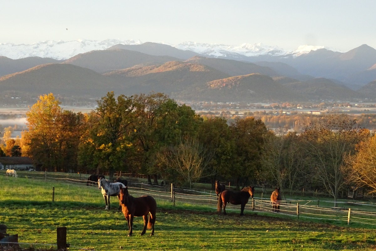 Prés des chevaux face aux Pyrénées - Location de vacances - Villeneuve-de-Rivière