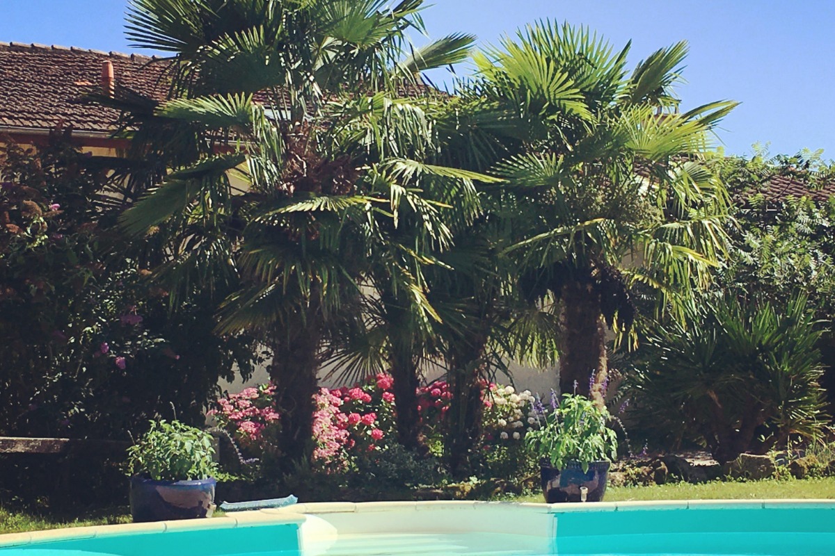 Palmiers autour de la piscine - Location de vacances - Berdoues