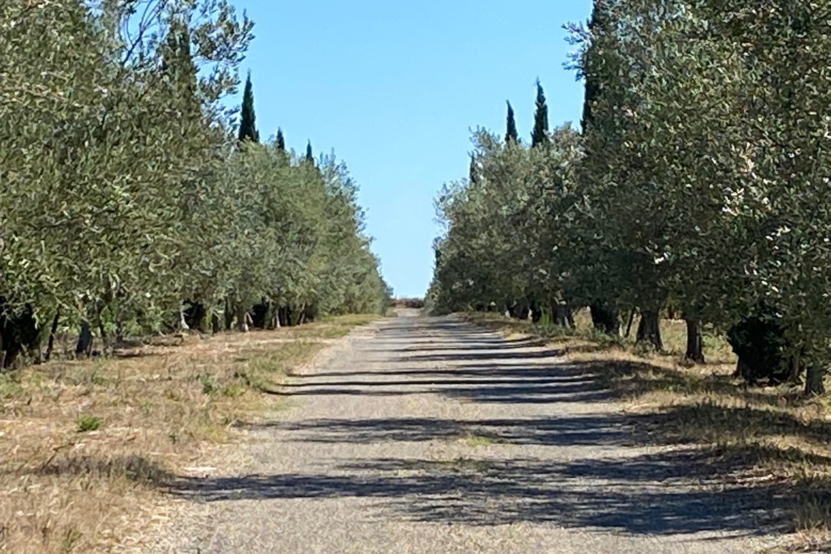 Chemin d'accès bordé d'oliviers - Location de vacances - Entre-Vignes