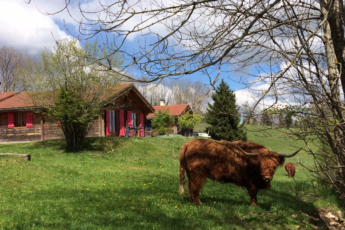 Highlands Cattle devant chalets - Location de vacances - Lent