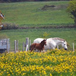 Les chevaux paissent dans les prairies des Hauts de Toulvern - Location de vacances - Baden