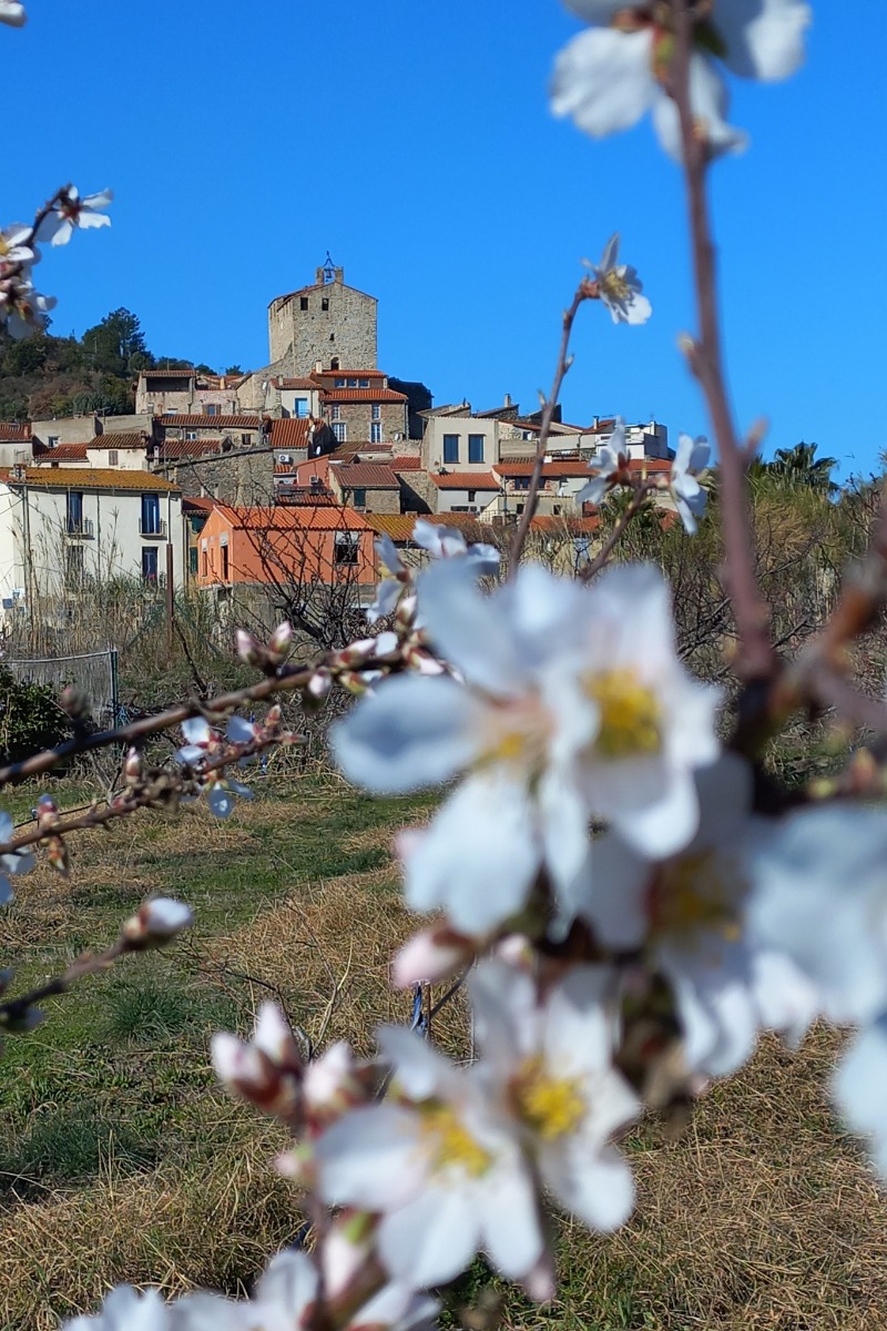 Pechers en fleurs au Village avec le massif du Canigou - Location de vacances - Bouleternère