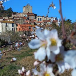 Pechers en fleurs au Village avec le massif du Canigou - Location de vacances - Bouleternère