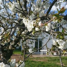 Tarn -terssac - Cerisier en fleur - Location de vacances - Terssac