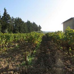  - Location de vacances - Sainte-Cécile-les-Vignes