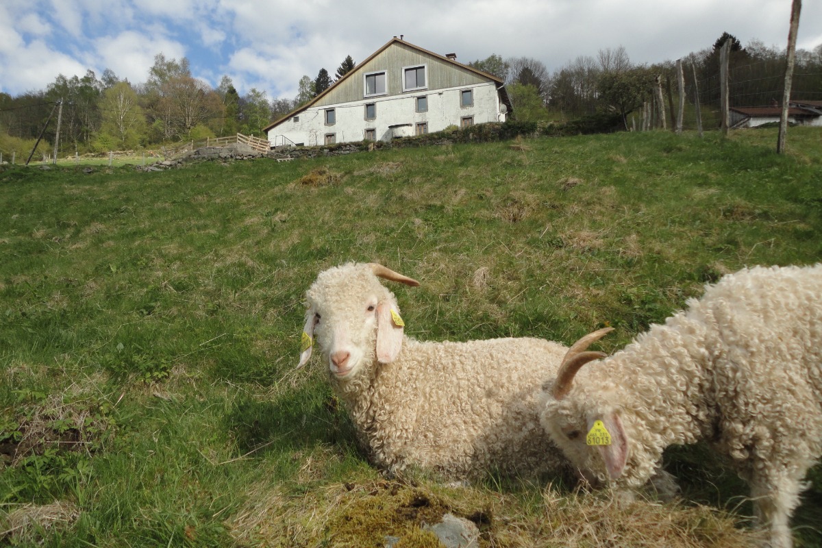 La ferme et ses chèvres Angora - Chambre Flocon à la ferme sous les Hiez à Cornimont - Chambre d'hôtes - Cornimont
