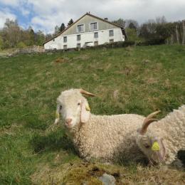 La ferme et ses chèvres Angora - Chambre Flocon à la ferme sous les Hiez à Cornimont - Chambre d'hôtes - Cornimont