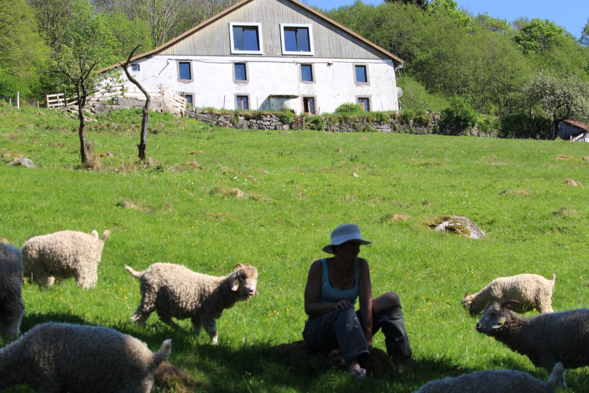 La ferme et ses chèvres Angora - Chambre Chalet à la ferme à Cornimont - Chambre d'hôtes - Cornimont