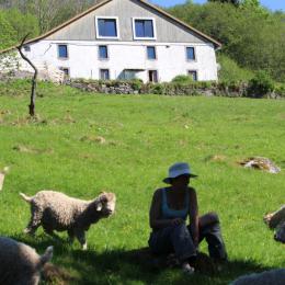 La ferme et ses chèvres Angora - Chambre Chalet à la ferme à Cornimont - Chambre d'hôtes - Cornimont