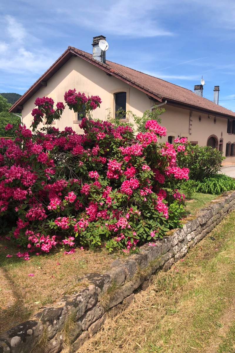 Maison Mitoyenne - Location de vacances - Saint-Dié-des-Vosges