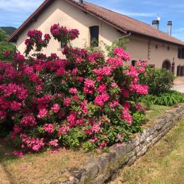 Maison Mitoyenne  - Location de vacances - Saint-Dié-des-Vosges
