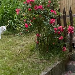  - Location de vacances - Chaville